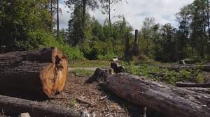 Best Firewood Processing and Delivery  in North Randall, OH