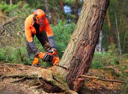 Best Lot and Land Clearing  in North Randall, OH