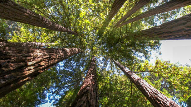 How Our Tree Care Process Works  in  North Randall, OH