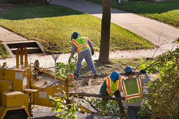 Best Root Management and Removal  in North Randall, OH